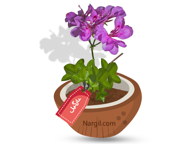  Nargil - ivy-leaf geranium